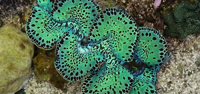 664_the_reefer_giant_clam
