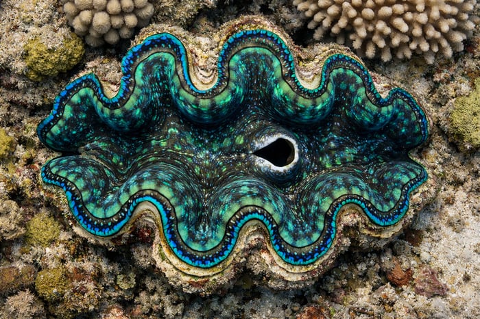 photographic top shot of the giant clam-1