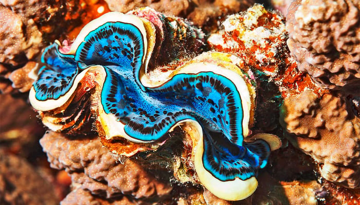 IMARCS - Giant Clams 234