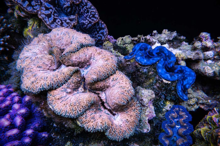 IMARCS-Clam-1