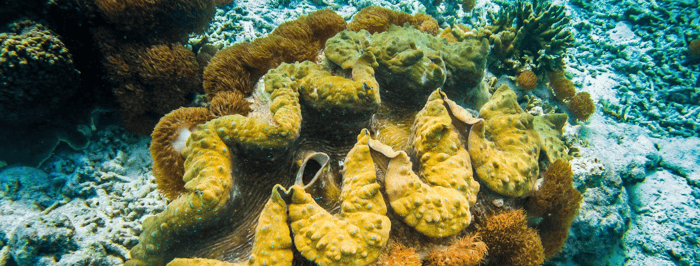 IMARCS-Clam-2 1-1