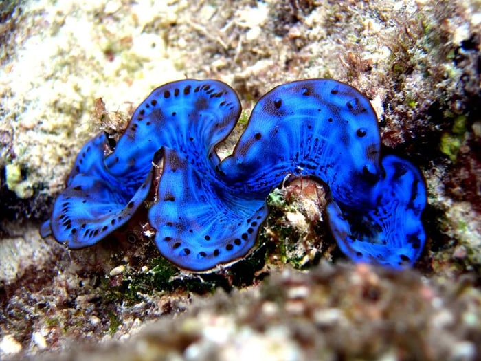 IMARCS-Giant-Clams1