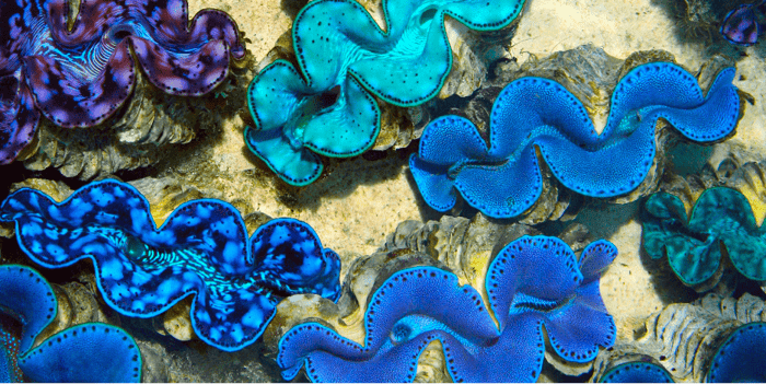 IMARCS-Giant-Clams2