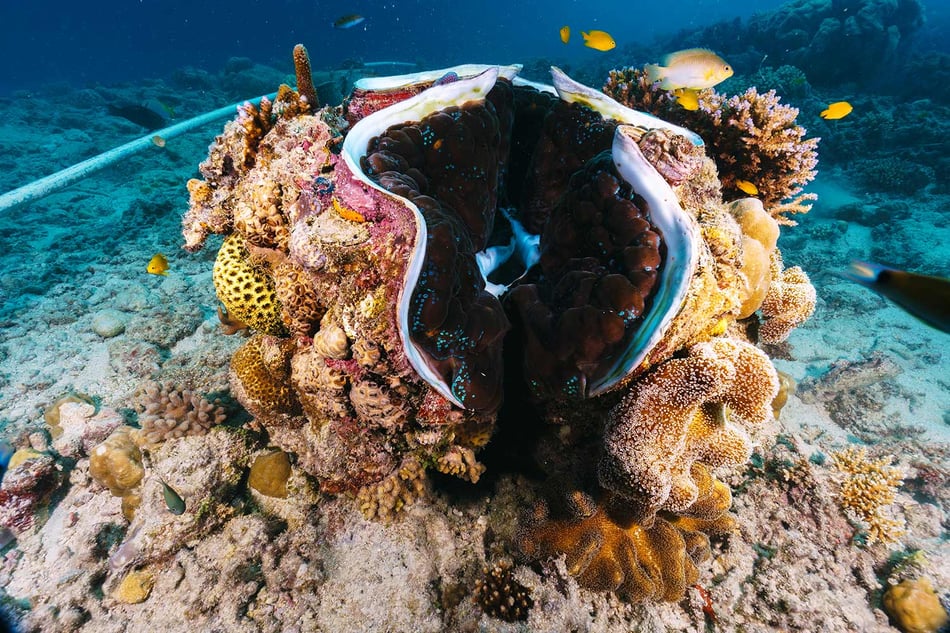 Nature's pollutant filters: How giant clams could help remove microplastics from our oceans