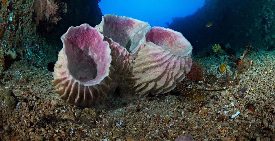 The tiny powerhouses of the reef: Understanding zooxanthellae and their critical role in marine ecosystems