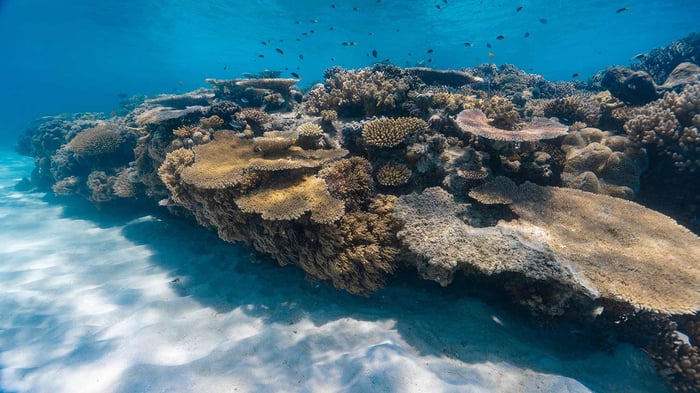 IMARCS_Giant-Clams5