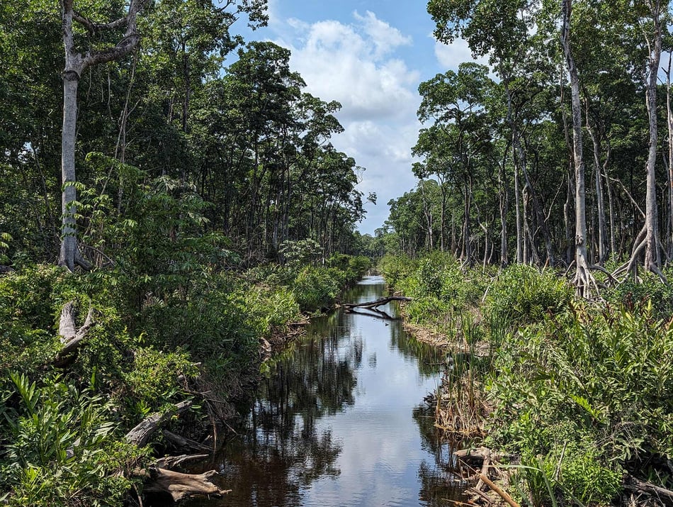 Coastal guardians: How mangroves filter microplastics, trap pollutants, and store carbon
