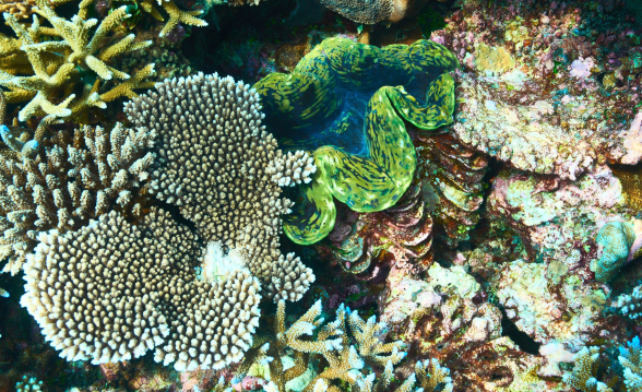 The interconnected importance of coral reefs, giant clams, and mangroves