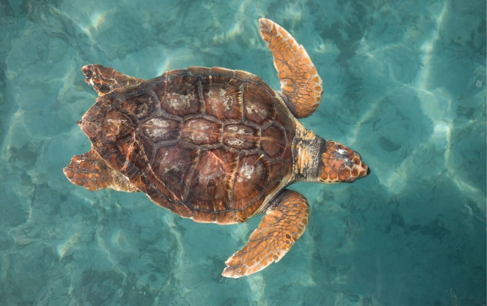 Harbingers of Hope: How Sea Turtles Are Indicators of Ocean Health
