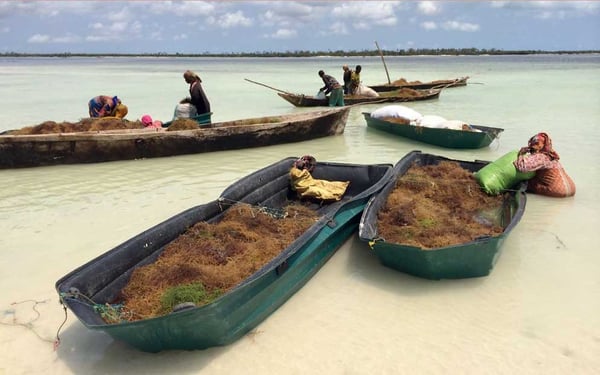 Seaweed_Farmers_IMARCS