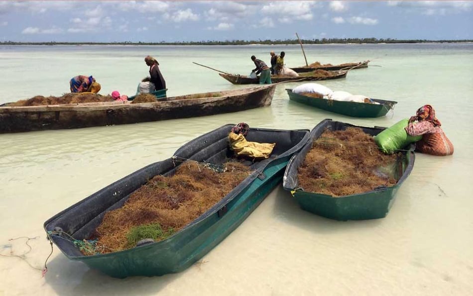 The Seaweed Solution: Growing Green Waves for a Sustainable Future