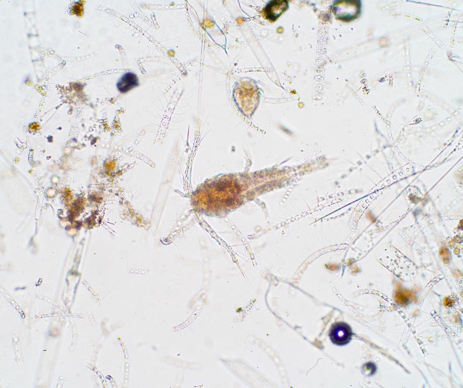 The Power of Phytoplankton: Unseen Heroes of the Sea and Your Aquarium