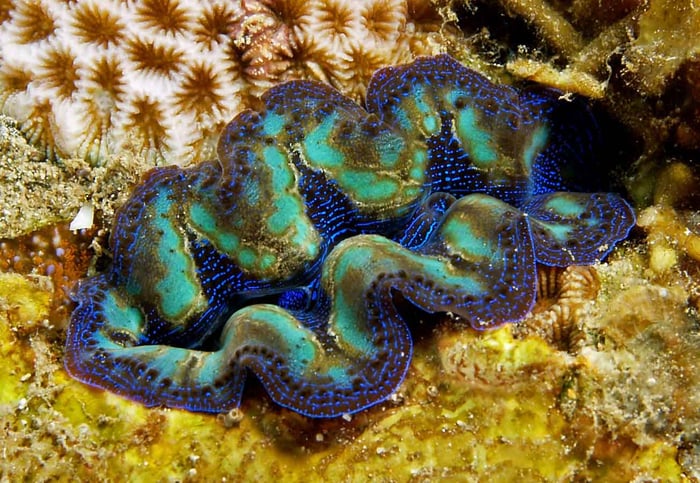 Tridacna-Crocea
