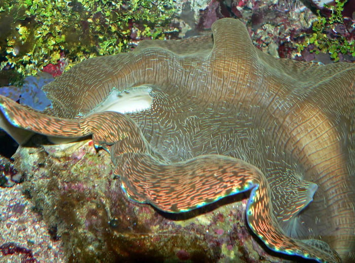 Tridacna-Derasa