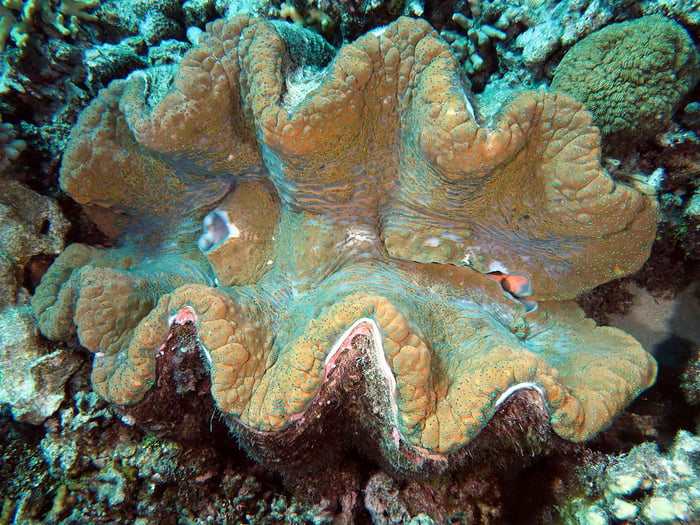 Tridacna-Gigas