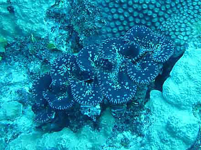 Tridacna-Noae-1