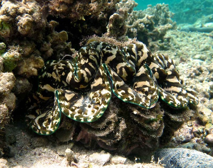 Tridacna-Squamosa