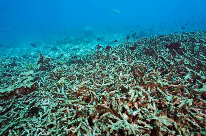 coral-bleaching