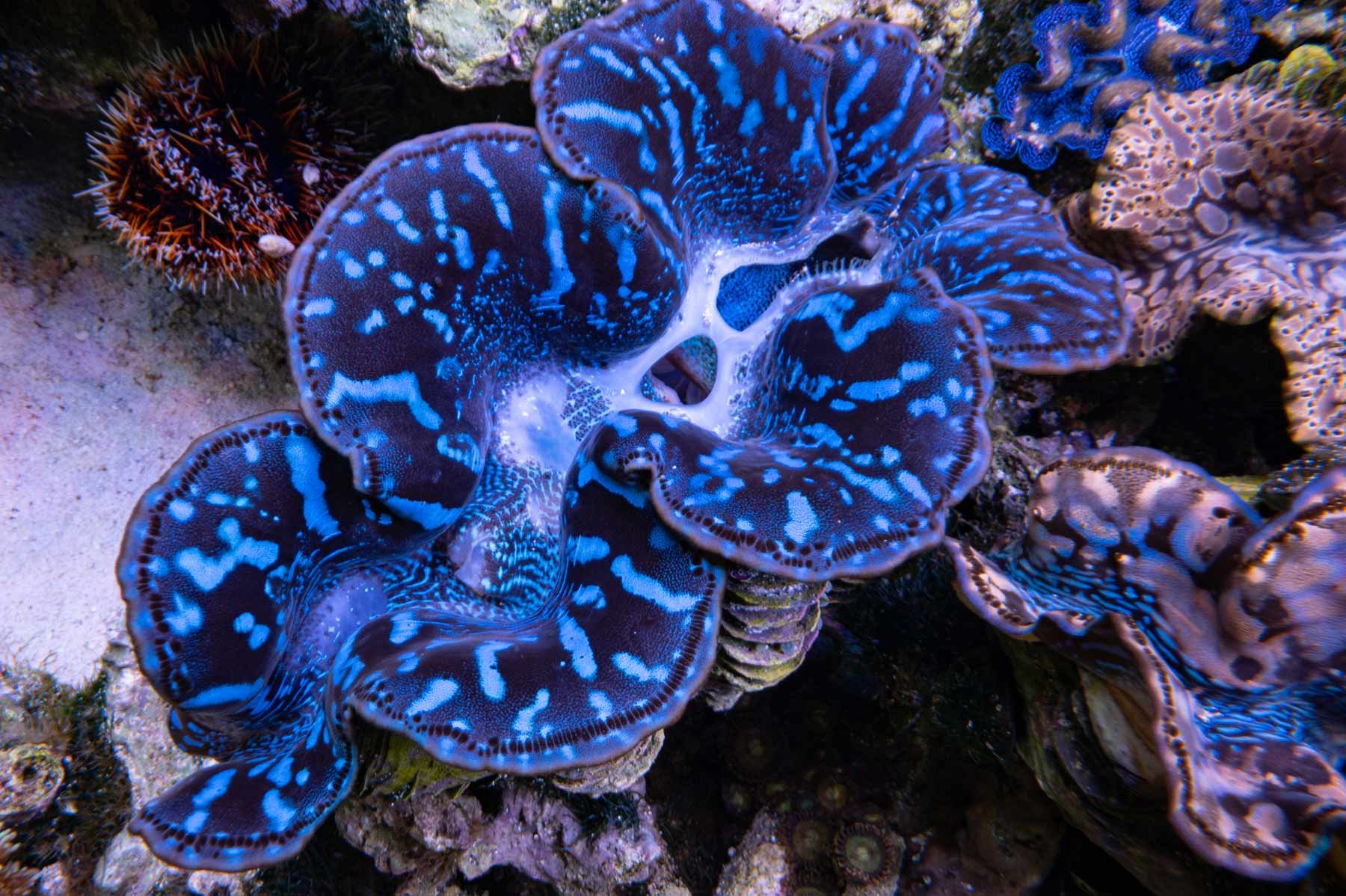 general---Imarcs----Aquarium---Clams-17