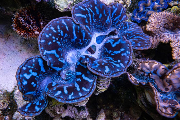 general---Imarcs----Aquarium---Clams-17