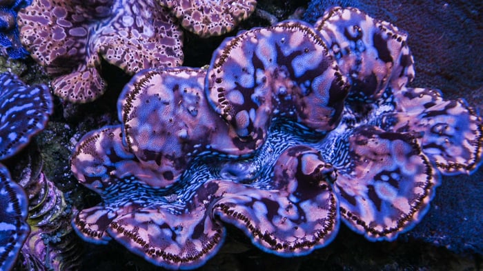 general---Imarcs----Aquarium---Clams-18