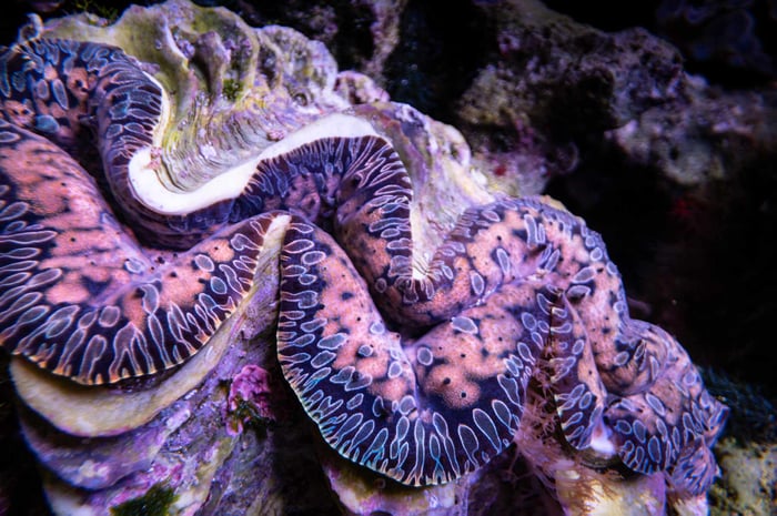 general---Imarcs----Aquarium---Clams-89