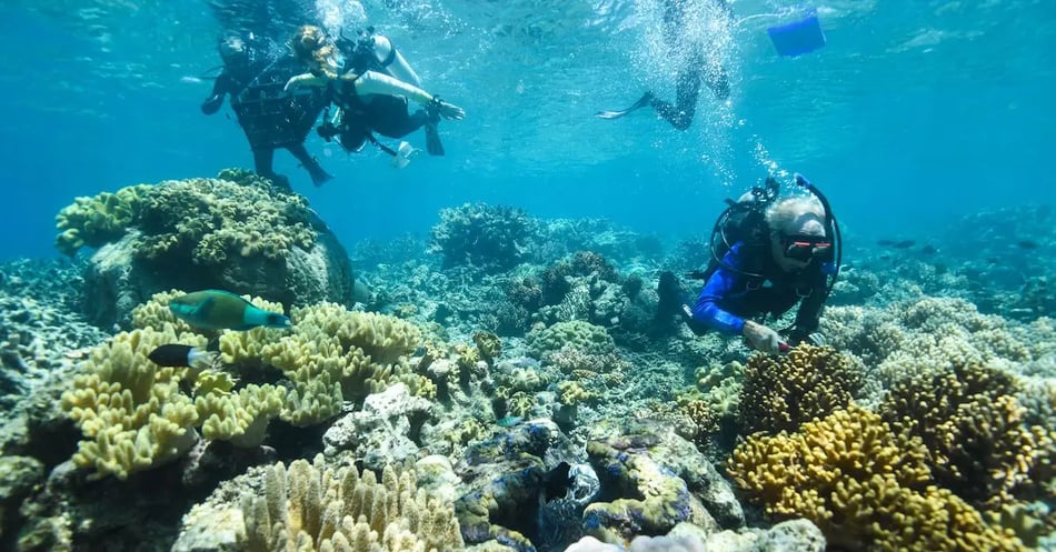 The importance of reef restoration - and how giant clams can help