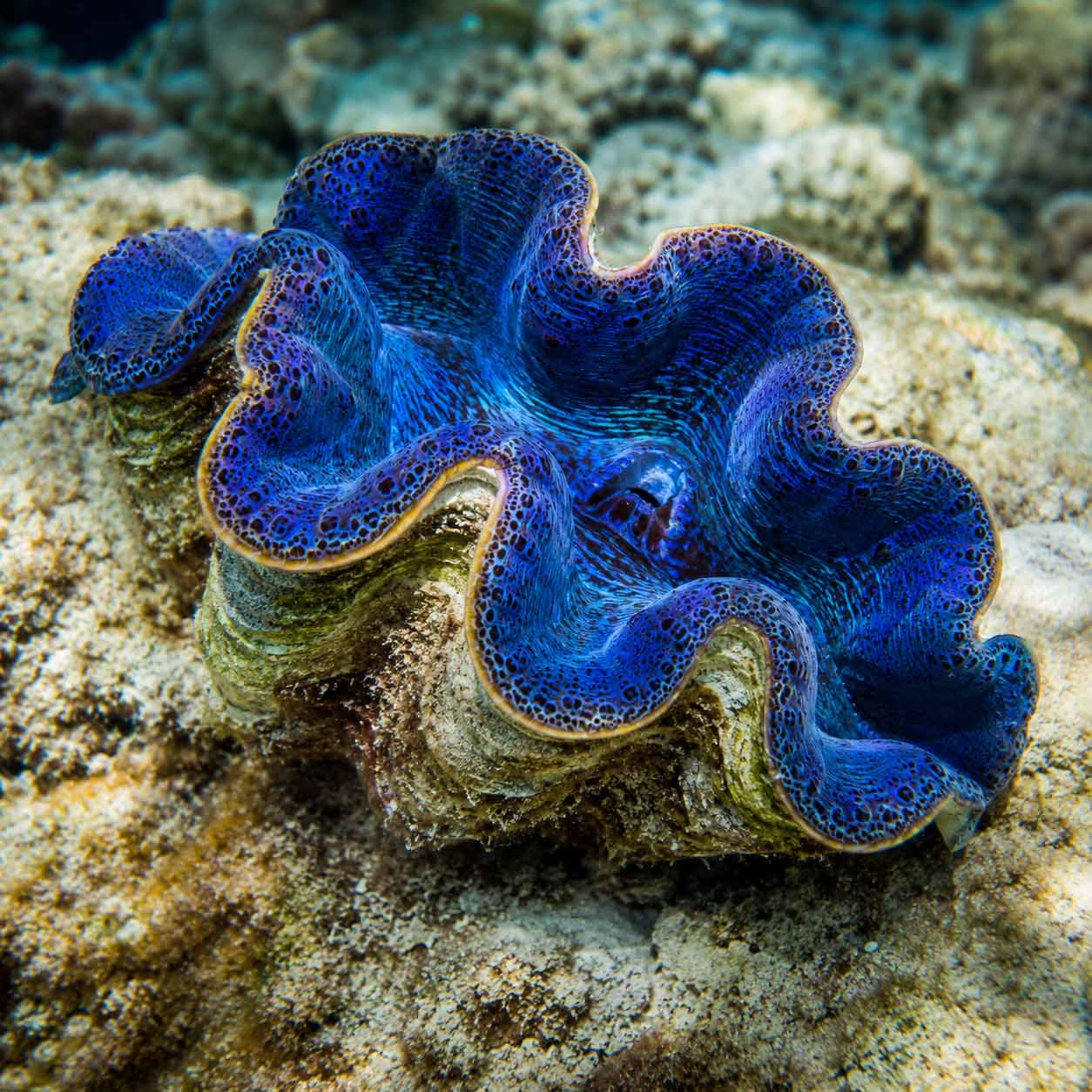 Japanes_clam_IMARCS