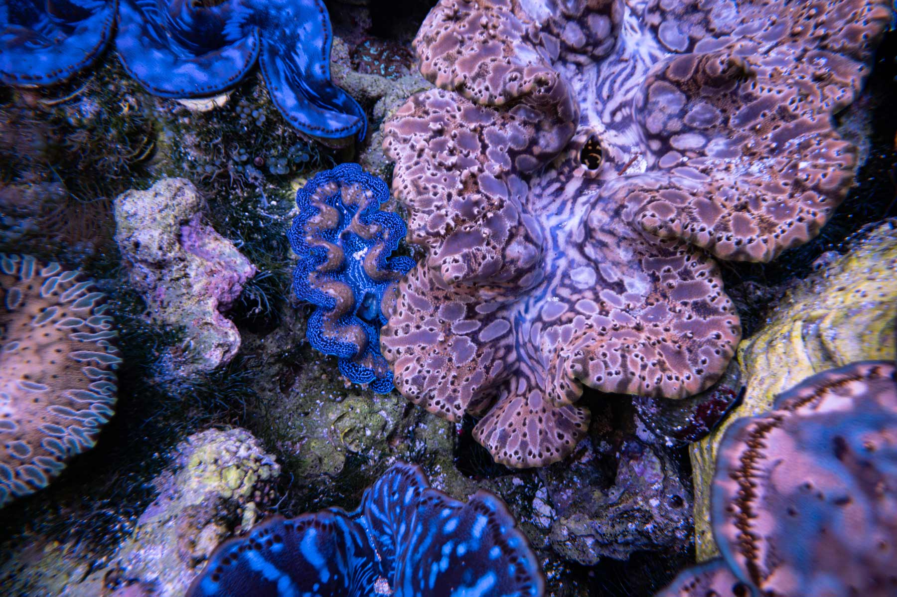 general---Imarcs----Aquarium---Clams-38