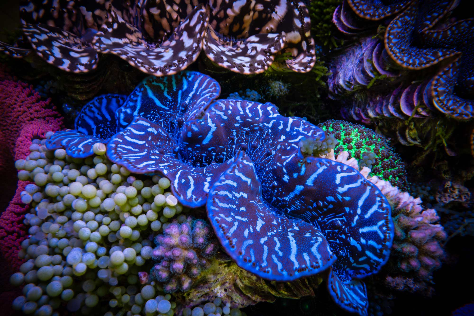 general---Imarcs----Aquarium---Clams-43