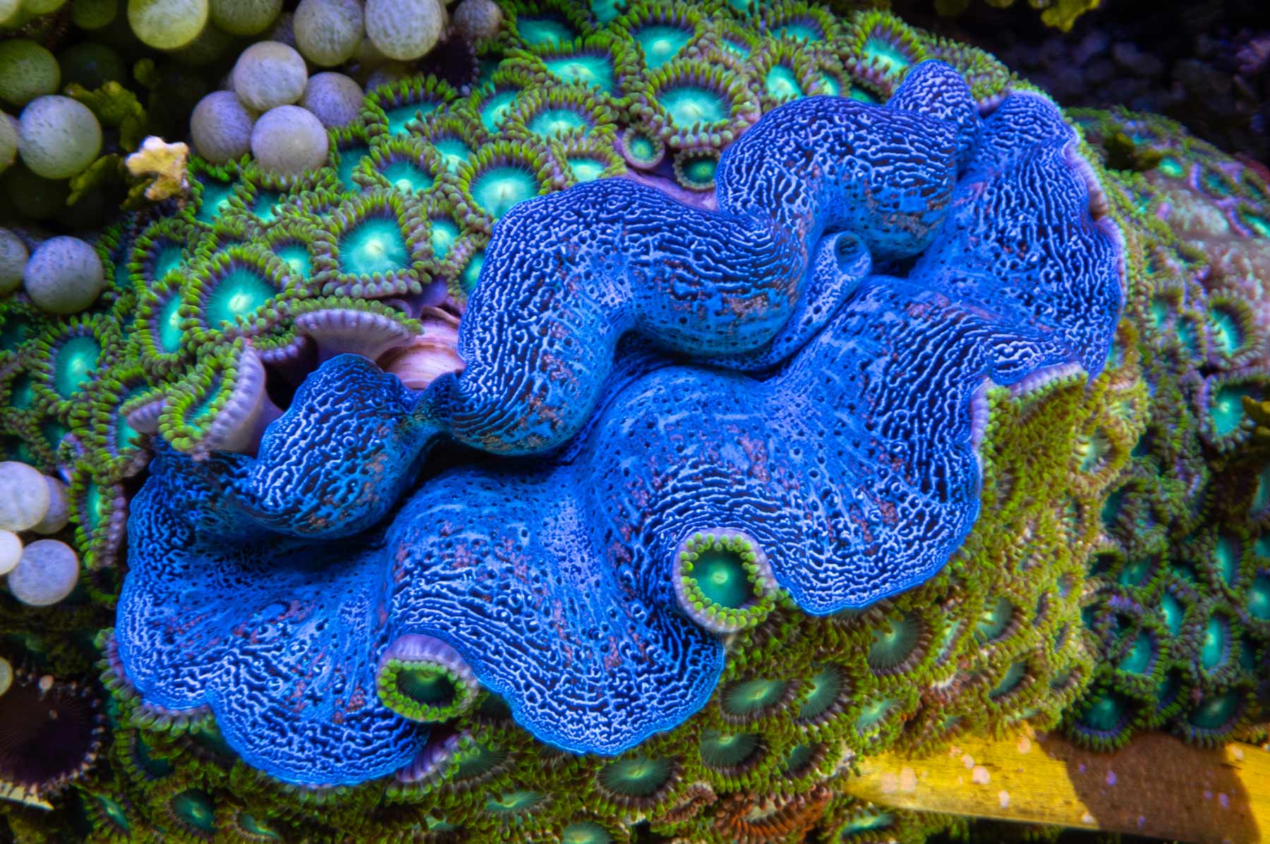 general---Imarcs----Aquarium---Clams-69