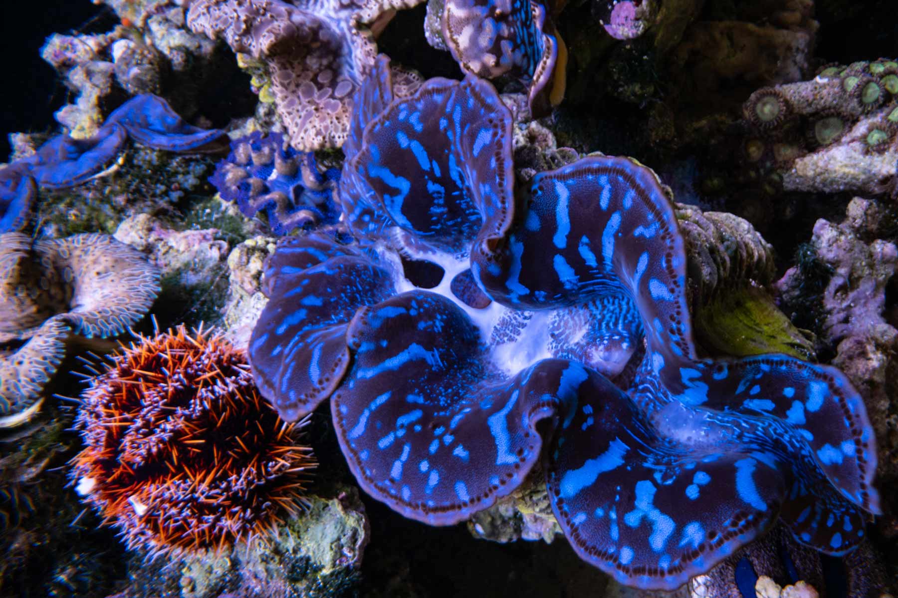general---Imarcs----Aquarium---Clams-97